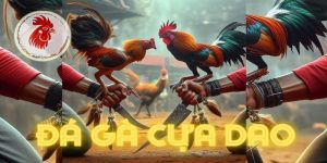 Đá gà cựa dao thumb