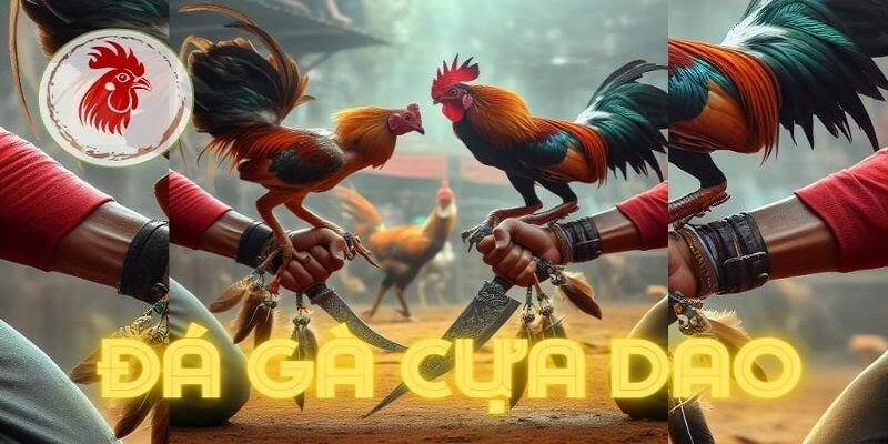 Đá gà cựa dao thumb