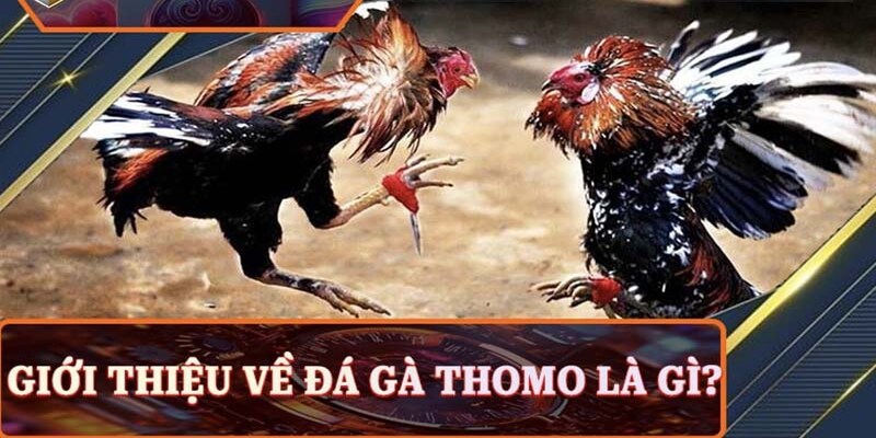 Đá Gà Thomo - Trải Nghiệm Cá Cược Đỉnh Cao Tại 33Win Đá gà thomo là gì