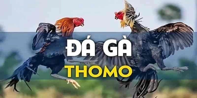 Đá gà thomo thumb